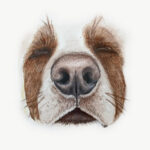 Dog Nose - Pack of 25